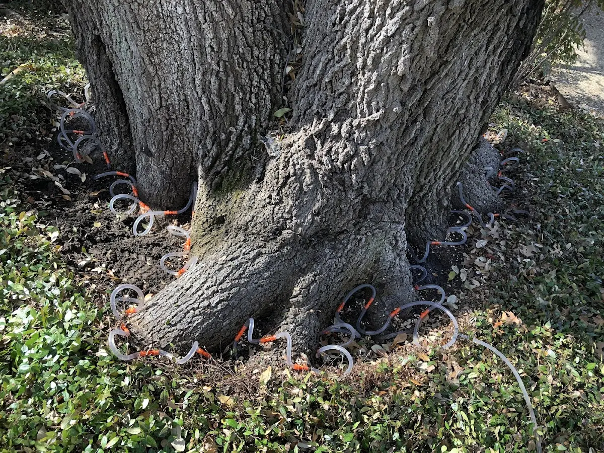 Detailed Tree Cabling and Bracing job site in Pleasant Grove